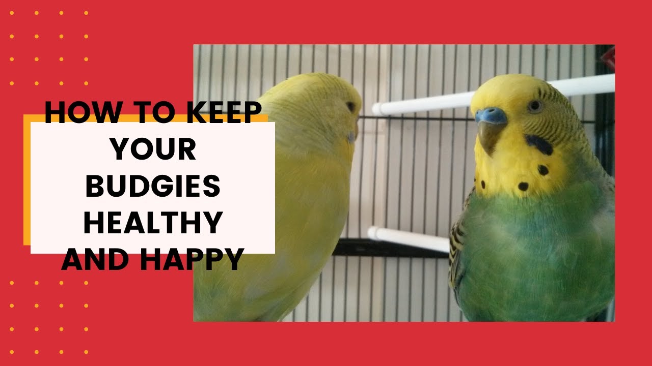 How Keep your Budgies Healthy.how to make your bird happy