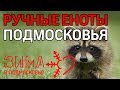 "Зима в Подмосковье". Милые еноты в "Доме енотов" и музей-заповедник "Абрамцево" в  Хотьково