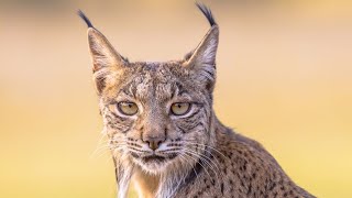 Lynx: The Silent Hunter of the Northern Forests