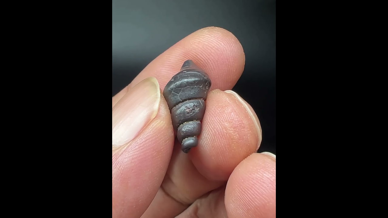 Limonite Fossil snails size: 1.8cm Origin: Egypt.