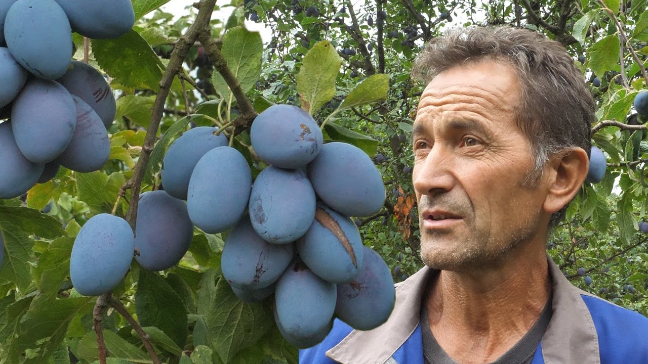 Gdje će završiti 65 tona šljive?