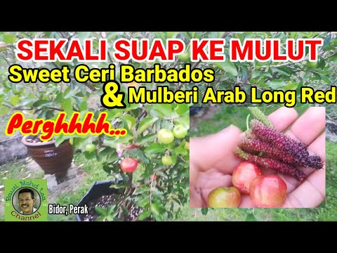 Video: Mulberry Manis