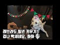 반려견 래브라도리트리버 악마견 1년 빡세게 키우기!