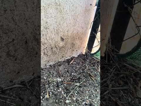 Test du spray d'entrée aux huiles essentielles sur une piste de fourmis