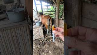 Penyuntikan Vitamin Pada Sapi Bali