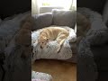 Rate my dog 