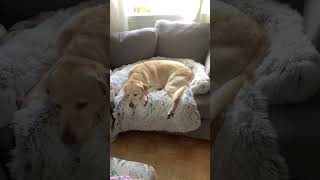Rate my dog 
