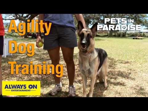 Watch These Dogs Do Agility Training! | Pets in Paradise