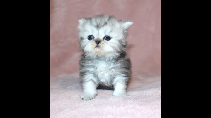 Video 9672391: persians cfa kitten, shaded silver persian kitten, female silver persian kitten