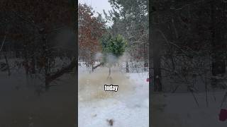 Even the FAKE Trees are exploding today!!