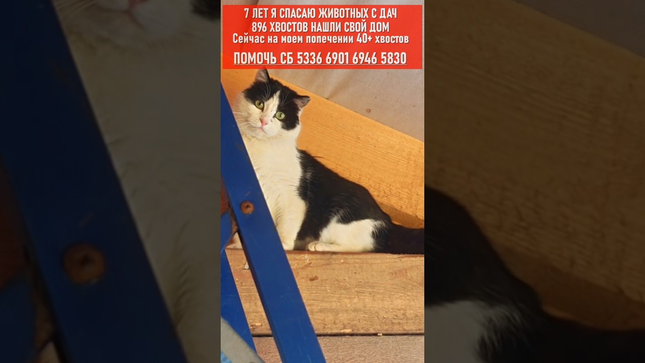 Помочь СБ 5336 6901 6946 5830 #cat #помощьбездомным #кот #котофейка #cat