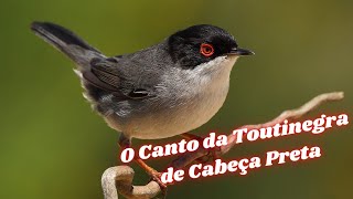 O Canto Da Toutinegra De Cabeça Preta Sylvia Melanocephala