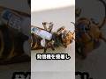 オオスズメバチの最後