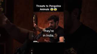 Pangolins Beauty Under Threat #podcast #rajshamani #paulrosolie #pangolins #shorts