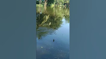 Câu rô phi ... #shorts | Dã Ngoại Cùng Lan