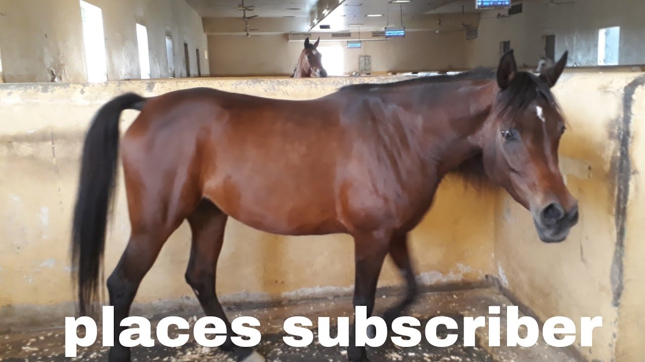 horse-racing-today-tips-very