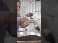 Tradetastic Solutions: Fresh Indian Coffee Beans for Global Trade Success