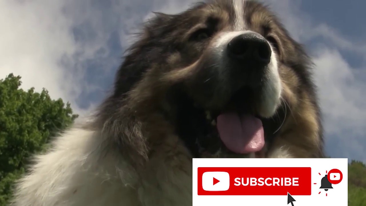 Damir Porobić i njegov tornjak