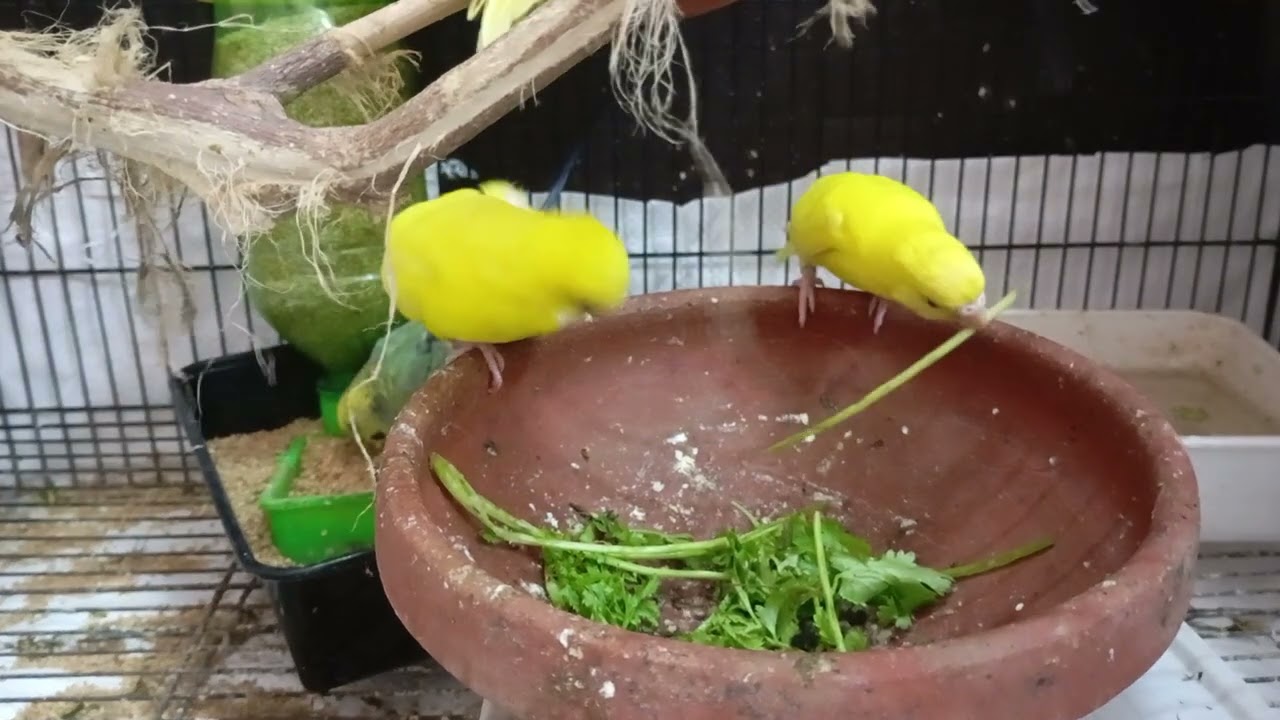 Budgies Eating and play time in my home colony. Beautiful lovebirds.Happy world. 