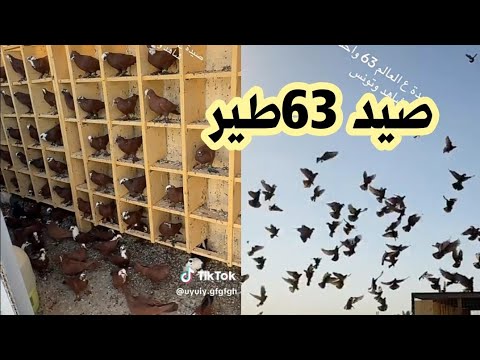 صيد 63 طير شادات بصطح ابو علي الساعدي