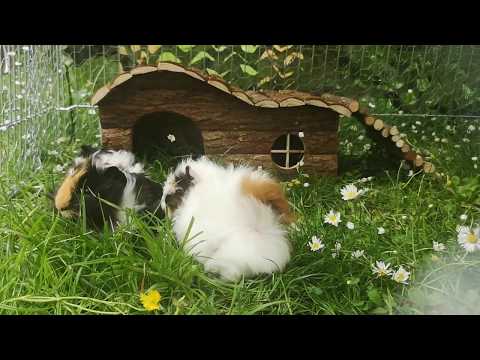 Lustige Meerschweinchen quieken,