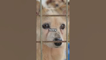 How The Bella Vita Project is Saving Pets!