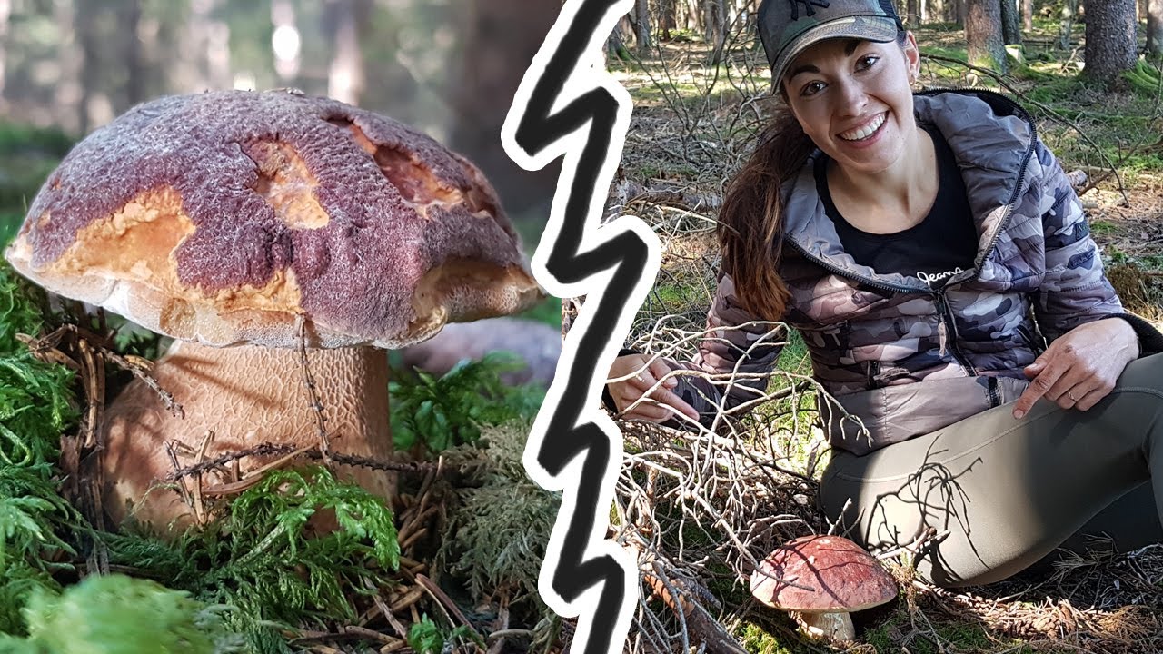 NESKUTEČNÉ houbaření. Borové hřiby jako v Rusku! Opět plný košík hřibů. Rejštejn / 2020.