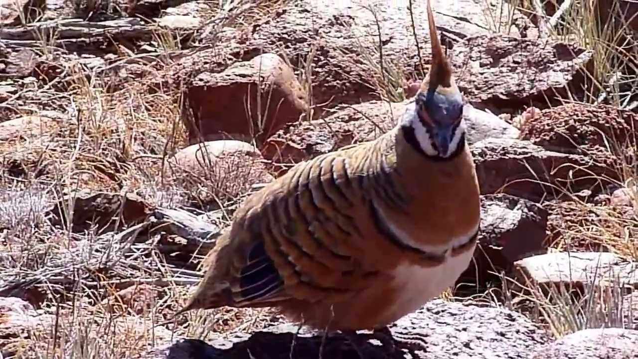 Spinifex Pigeon Kata Tjuta 