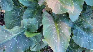 Species Spotlight! ‘White Giant’ Calla Lily | The Barefooted Gardener