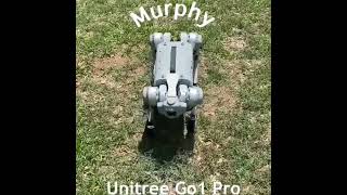 Murphy Getting Exercise! Unitree Go1 Pro…..