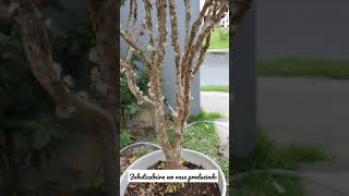 Jabuticabeira Em Vaso Produzindo O Ano Todo jabuticaba frutiferasorganicas frutiferas jardim