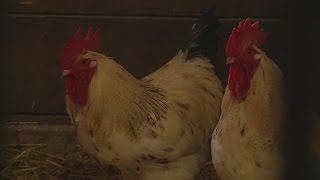 Unique pets available for adoption at the SPCA