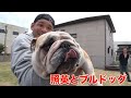照英がブルドッグの赤ちゃん&チャンピオンに出会ったら可愛い過ぎて大迫力でヘロヘロびっくり!癒された〜