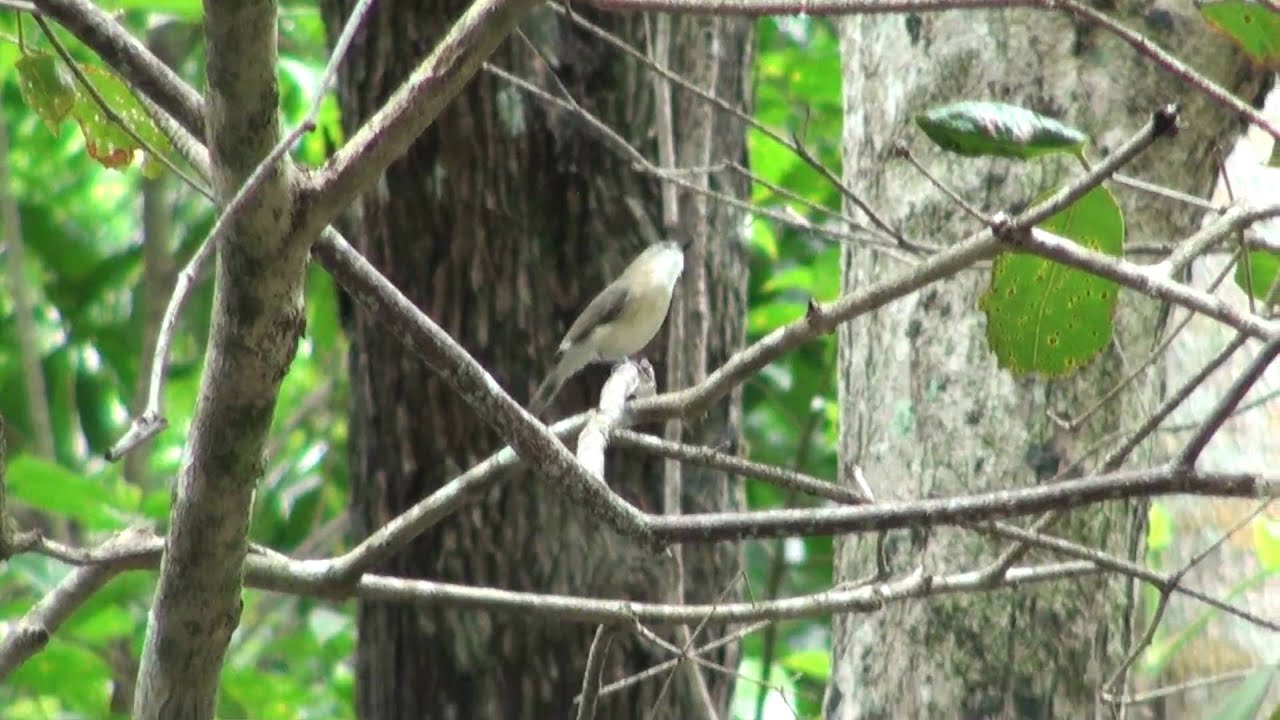 Large Billed Gerygone (Gerygone Magnirostris).m2ts 