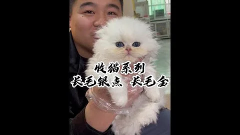 到底品相是有多甜美的小猫，才会让姐姐都舍不得出给我？！#壮实说猫 #长毛银点 #金渐层（壮实说猫） - 天天要闻