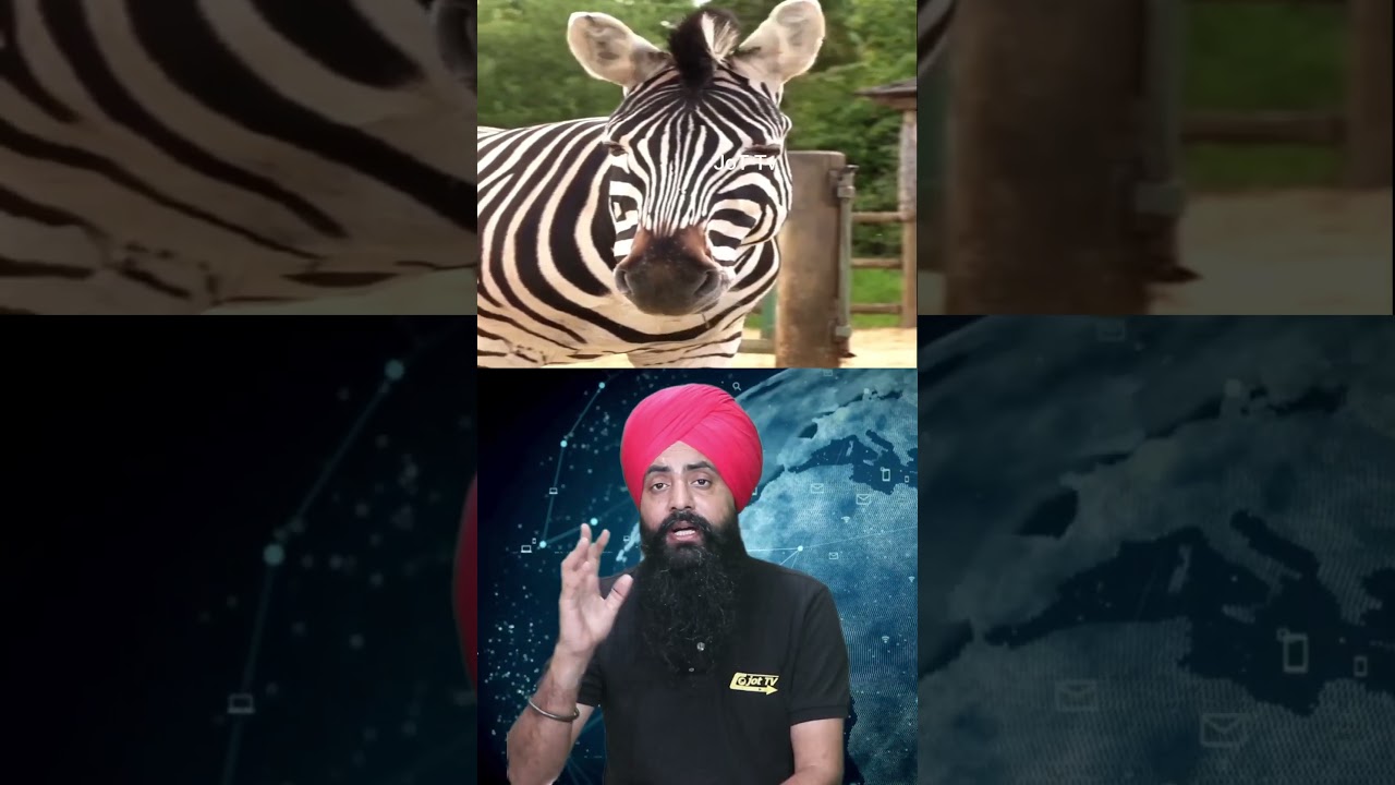 Black and White and Full of Surprises: Facts About Zebras 