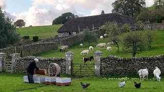 Peaceful Countryside Life | Harvesting Fresh Fruits & Raising Happy Animals.