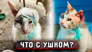Кошка страдает от сильного зуда и боли в ухе. А Кот умирает на улице от истощения, + 2 котика у нас.