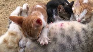 Its milk time for the cute kittens! Except for this dude...
This is old footage of Wittys family. This dude is Moon, the adventurous kitten whos always missing when its milk time xD
He loves to explore and climb things, but he often ends up in regret xD
I tried getting him down to drink with his sibling kittens but to no avail.
Fine then, Moon, have it your way!
About us:
We are cat lovers! and our channel is all about cats! Specifically, those with no family to love them: stray cats.
Unfortunately, our local environment is hostile to stray cats; they hardly trust humans, and they barely feed them. ( Some humans actually do harm them)
So we decided to care for all stray cats and kittens that stumble upon us and share the love we get in return so that everyone can see how adorable and gentle stray cats are. :)
We hope to convince everyone that all stray cats are worthy of love, food, and shelter, so every like and subscription means a lot to us; we appreciate your support
Keywords:
Its milk time for the cute kittens! Except for this dude...
#kitten #kittenmeowing #meow
Cute kittens having milk, cute kittens breastfeeding nursing, kitten purr meow meowing meows kitten noises kitten sounds Its milk time for the cute kittens! Except for this dude...