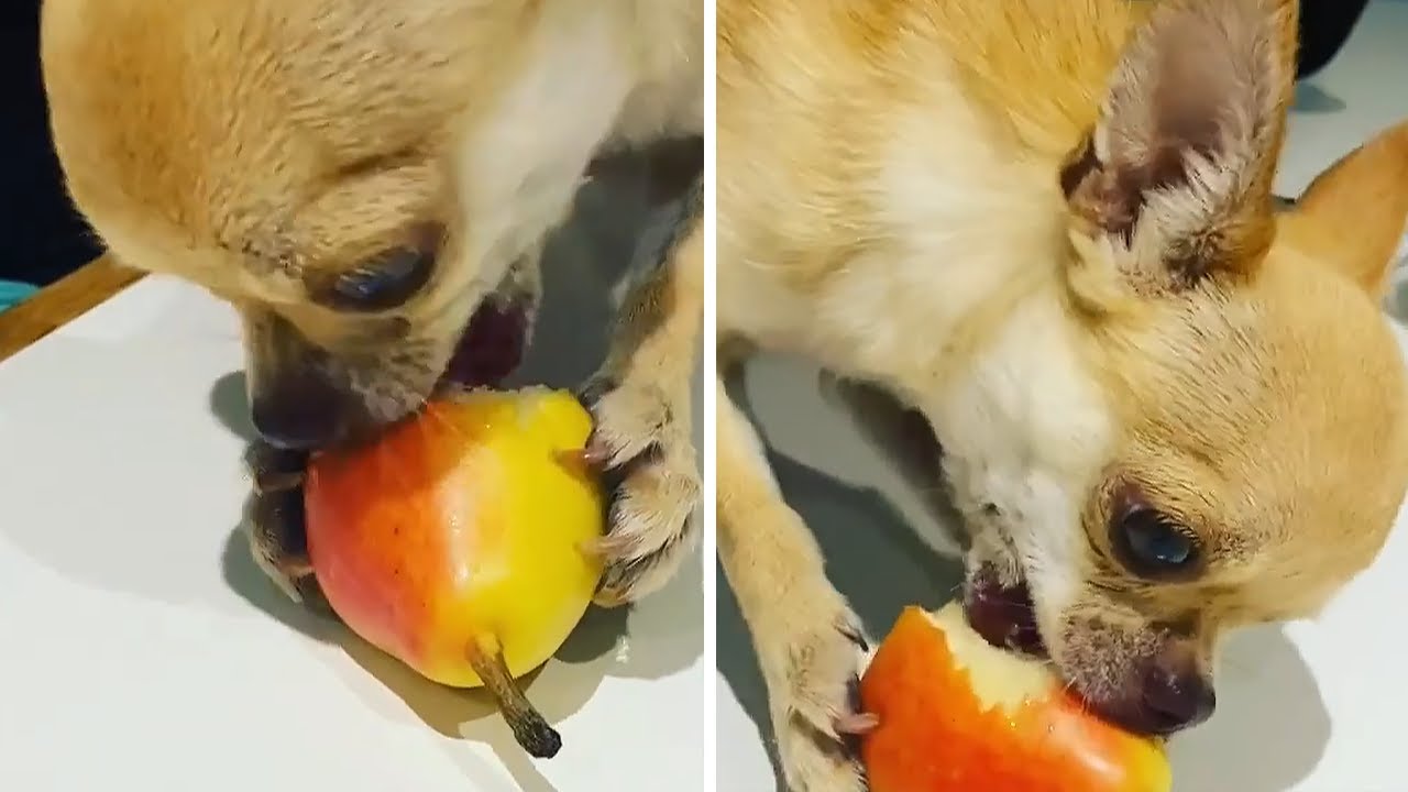 Chihuahua's favorite food will definitely surprise you - YouTube