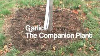 Garlic the companion plant
