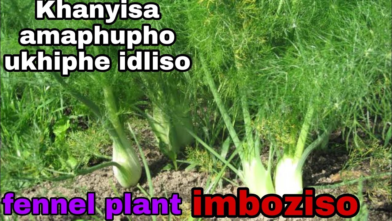 Khipha Idliso Ucacise Amaphupho imboziso fennel Plant YouTube khipha-idliso-ucacise-amaphupho-imboziso-fennel-plant-youtube