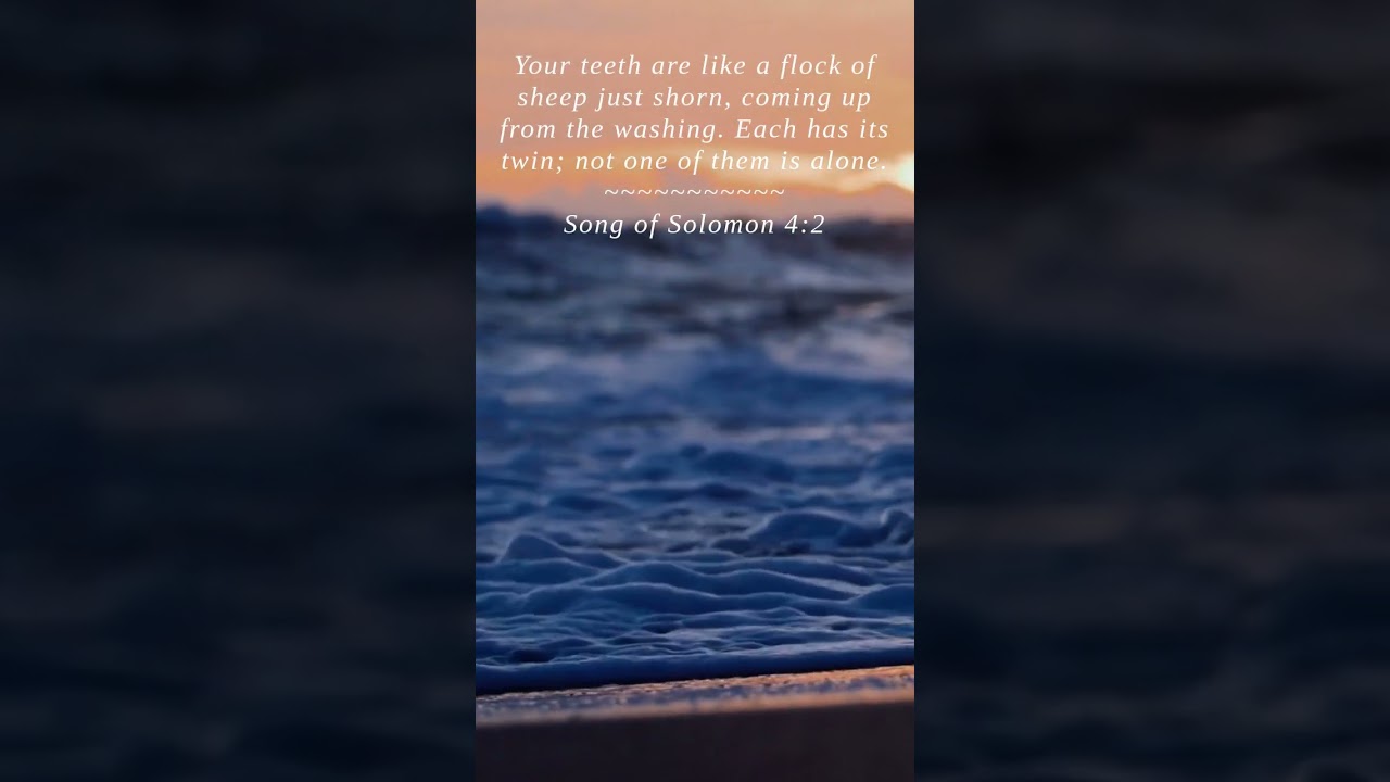 Bible | Song of Solomon 4:2 | Your teeth are like a flock of...