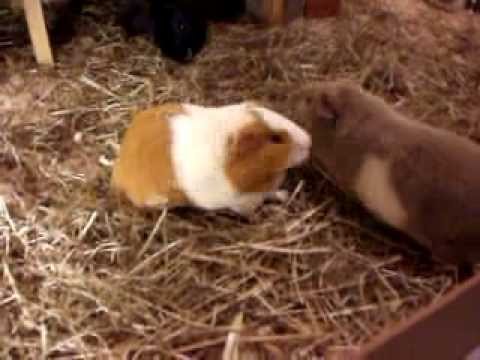 Guinea Pig Wicky is in heat / Meerschweinchen Wicky ist brnstig