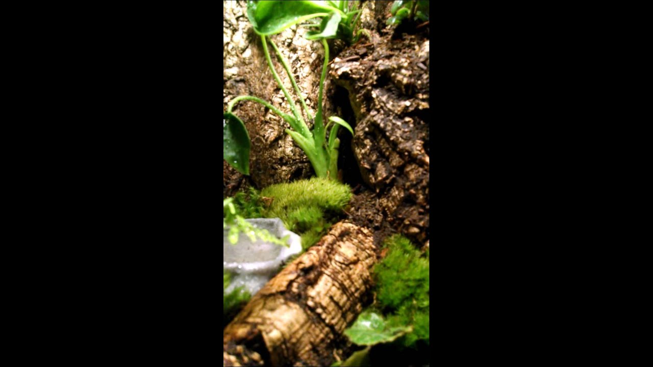 12x12x18 Exo Terra Dart Frog Vivarium YouTube