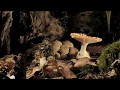 Fly agaric and phallus impudicus growing timelapse