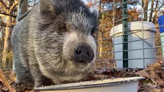 Mini Pig Dude Eating His First Meal at Piggins and Banks