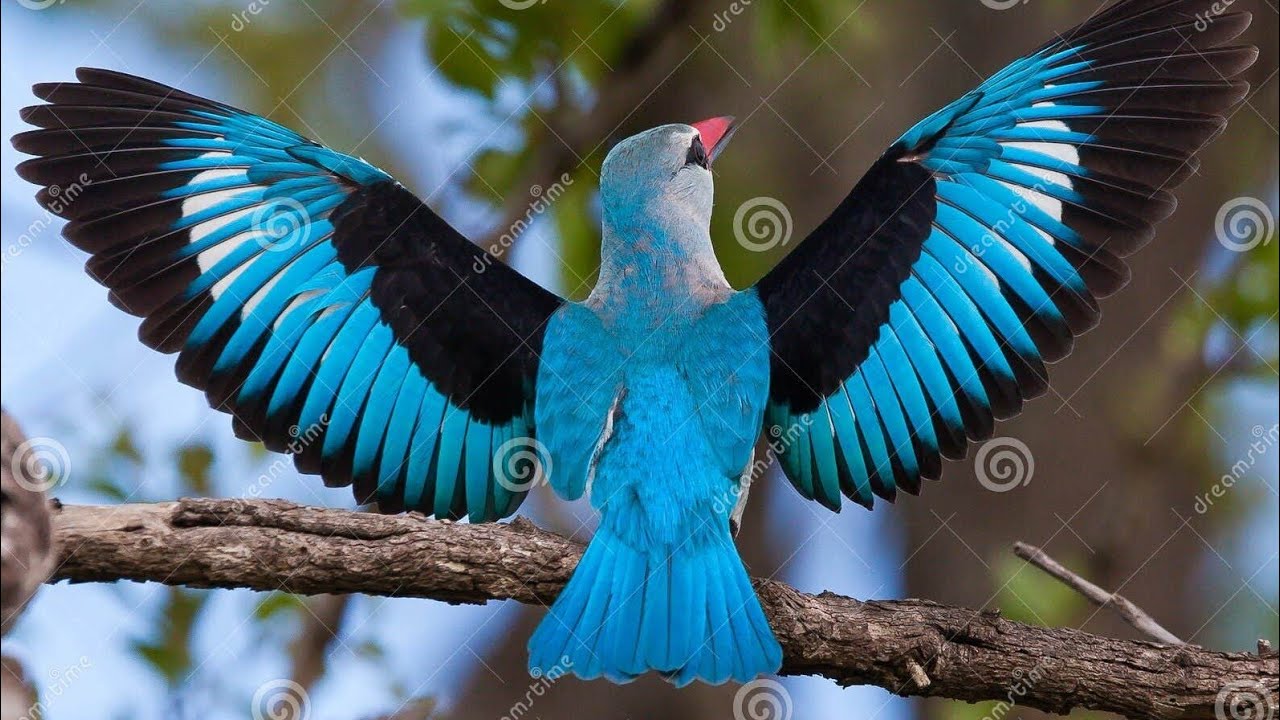 कबने बरीछीया ये चिरई #video #rajveersingh #stageshow #....