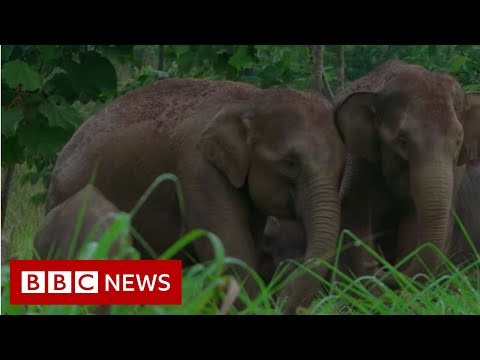 Video: Sumatran Barbus: Sisällön Ominaisuudet Ja Vaatimukset