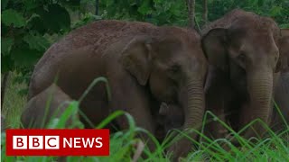 Leuser : Will Sumatra's elephants go extinct?  BBC News